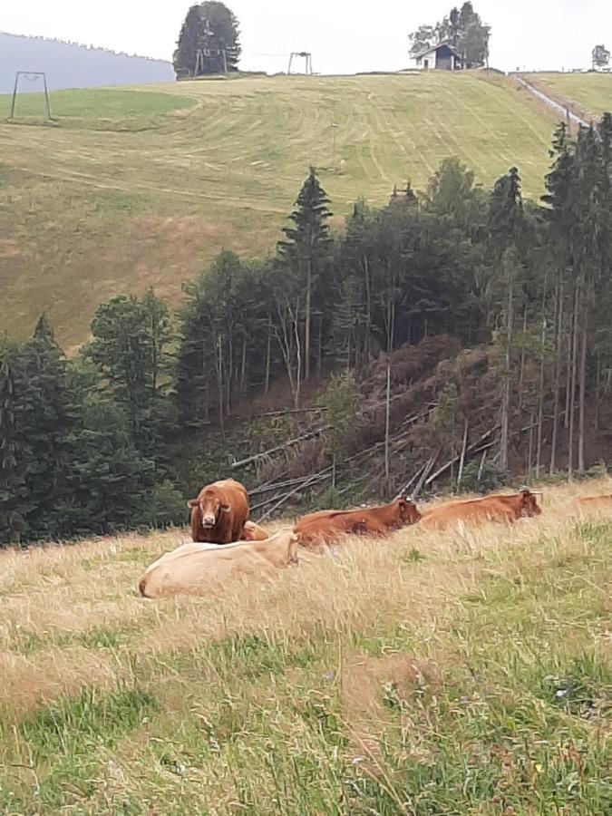 Skylo Winterberg